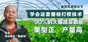 90%的大棚蔬菜都能国型正 产量高